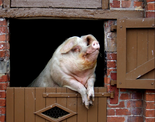 Living the good life: off-grid home tech… and pigs.