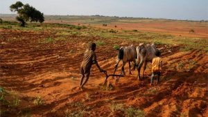 Madagascar on the brink of climate change-induced famine – BBC